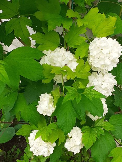  - FEBRUARIE- MARTIE- APRILIE