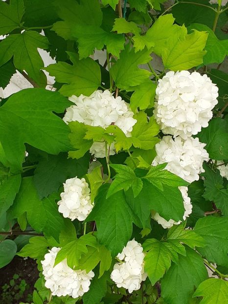  - FEBRUARIE- MARTIE- APRILIE