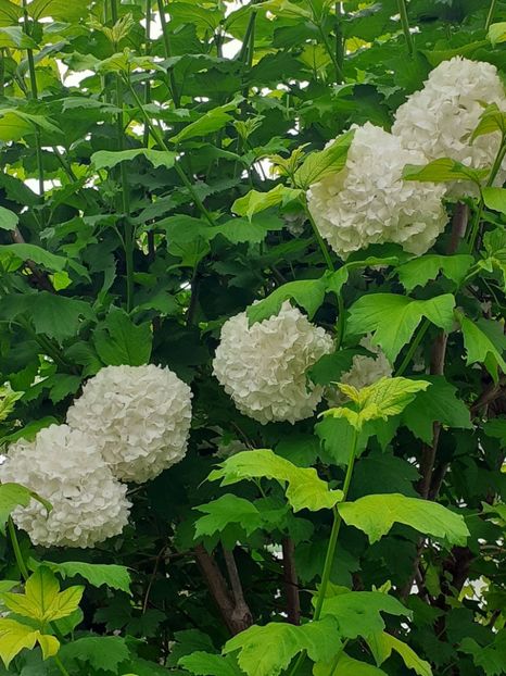  - FEBRUARIE- MARTIE- APRILIE