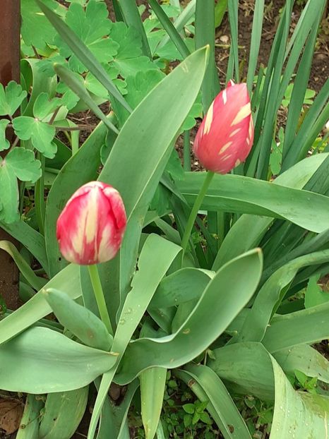  - FEBRUARIE- MARTIE- APRILIE