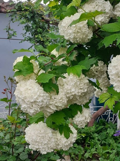  - FEBRUARIE- MARTIE- APRILIE