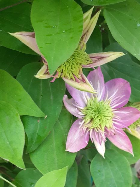  - FEBRUARIE- MARTIE- APRILIE