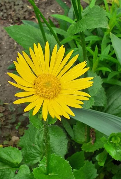  - FEBRUARIE- MARTIE- APRILIE