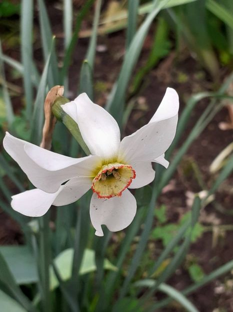  - FEBRUARIE- MARTIE- APRILIE