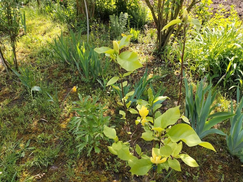 IMG20240423102552 - Magnolii 2024