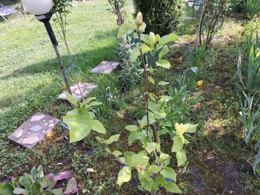 IMG20240423102544 - Magnolii 2024