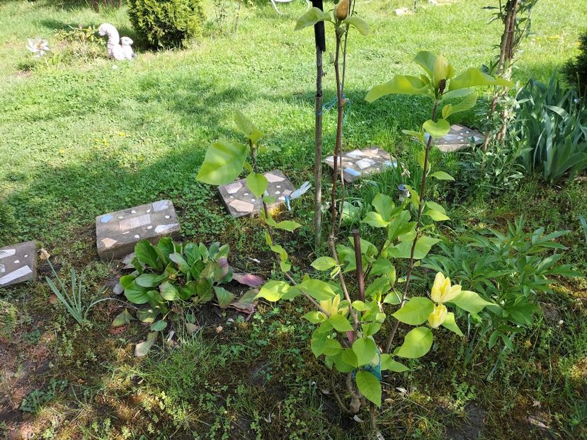 IMG20240423102539 - Magnolii 2024