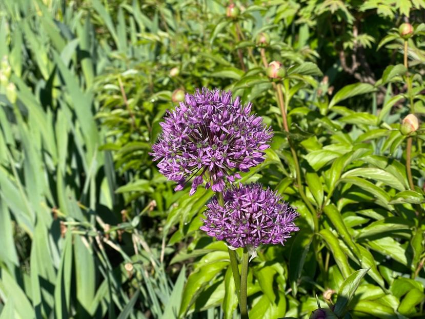  - 002 Grădina 2024 1