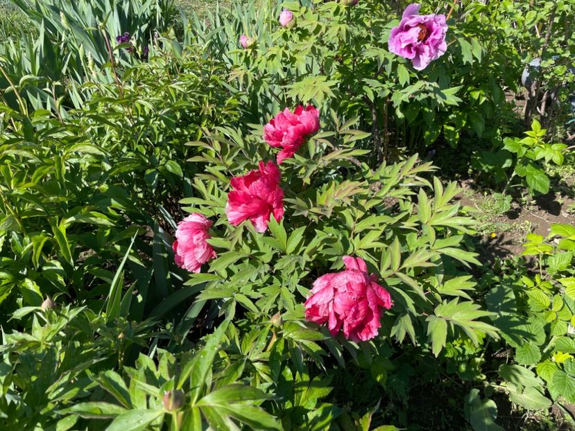  - 002 Grădina 2024 1