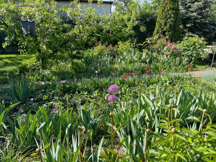  - 002 Grădina 2024 1