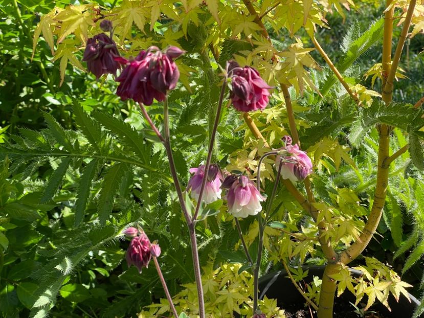  - 002 Grădina 2024 1