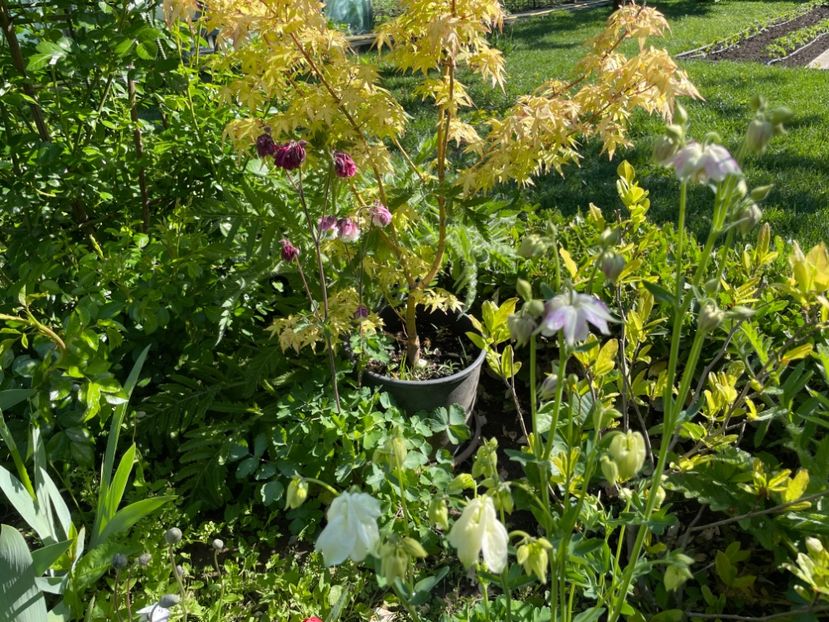  - 002 Grădina 2024 1