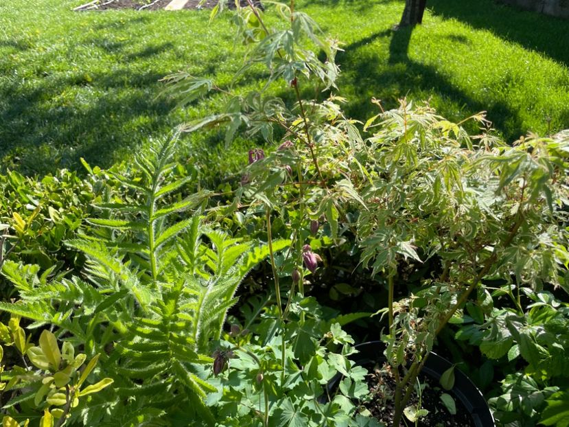  - 002 Grădina 2024 1