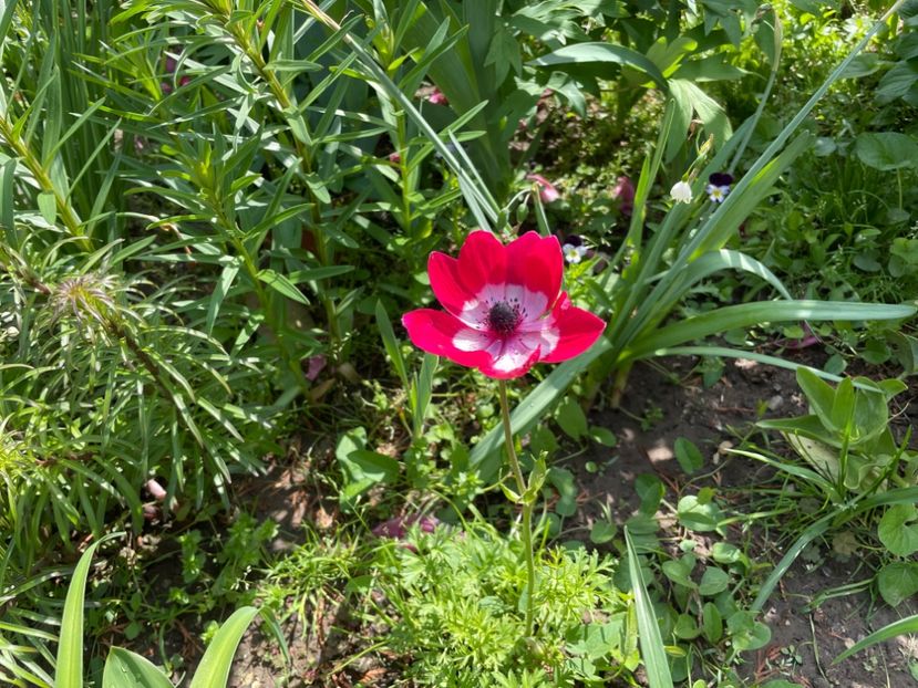  - 002 Grădina 2024 1