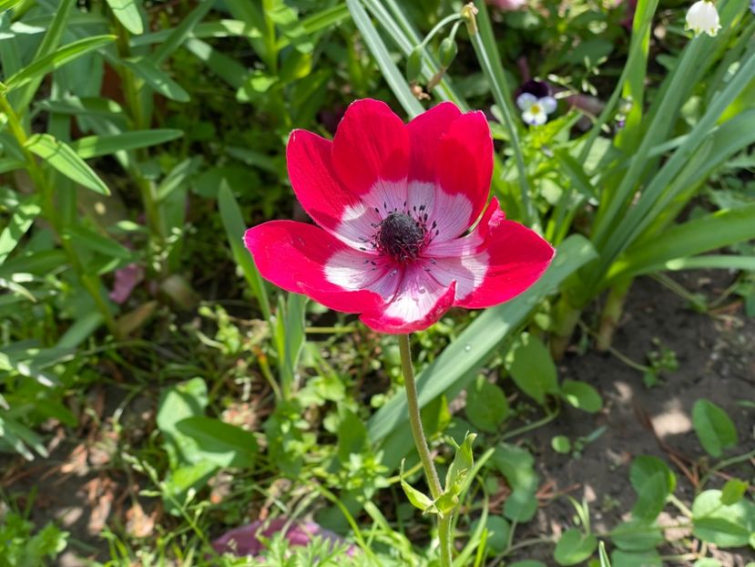  - 002 Grădina 2024 1