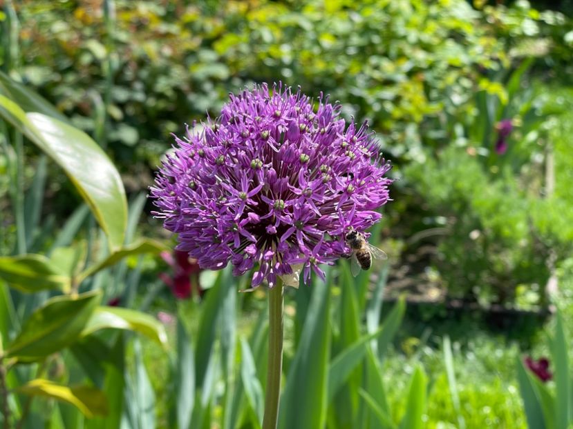  - 002 Grădina 2024 1