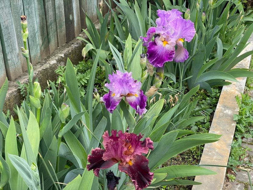  - 002 Grădina 2024 1