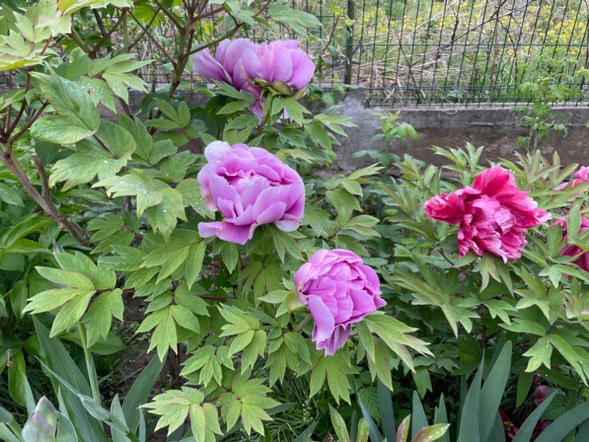  - 002 Grădina 2024 1