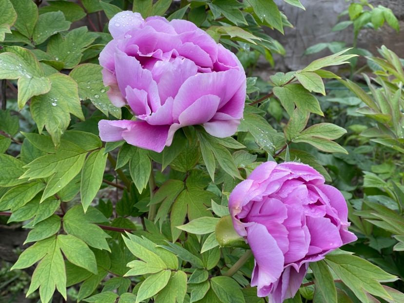  - 002 Grădina 2024 1