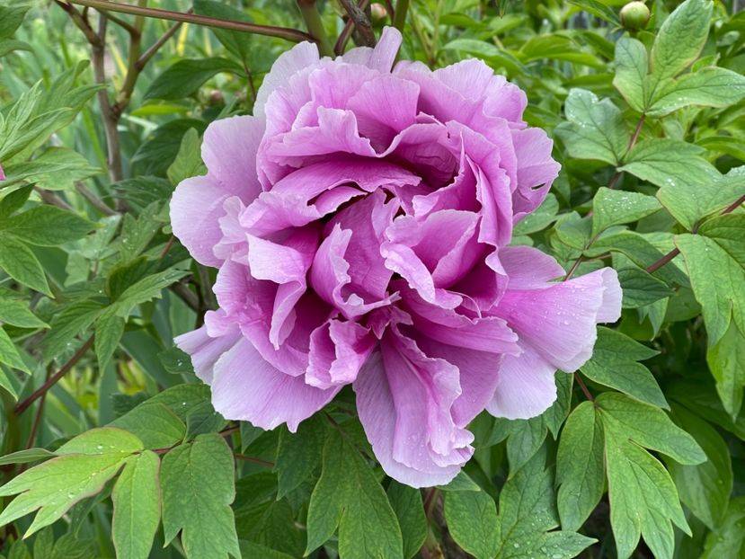  - 002 Grădina 2024 1