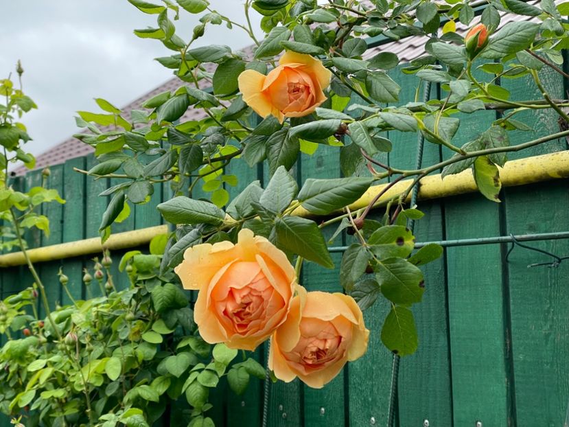  - 002 Grădina 2024 1