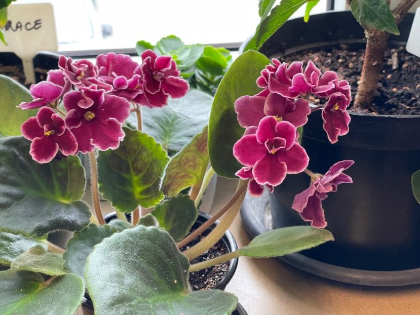  - 001 Violete 2023-2024