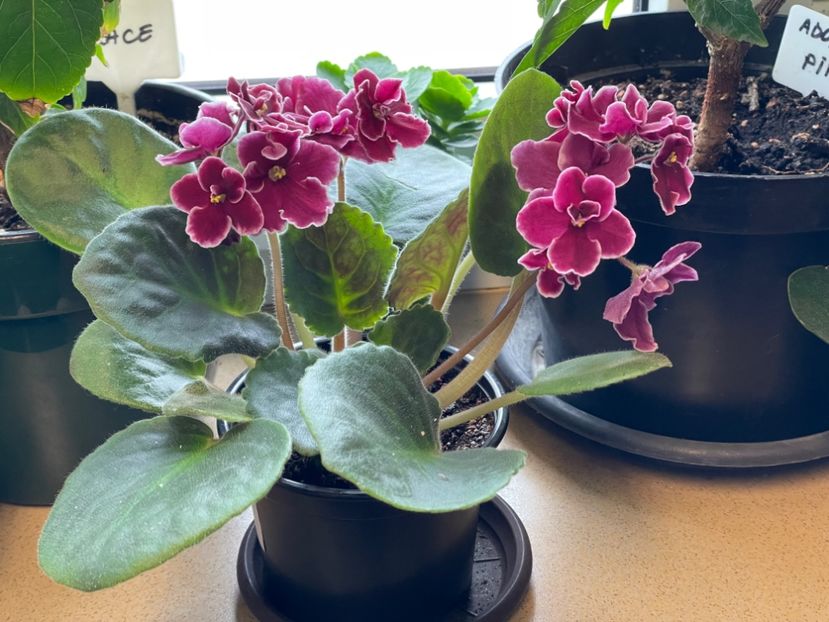  - 001 Violete 2023-2024