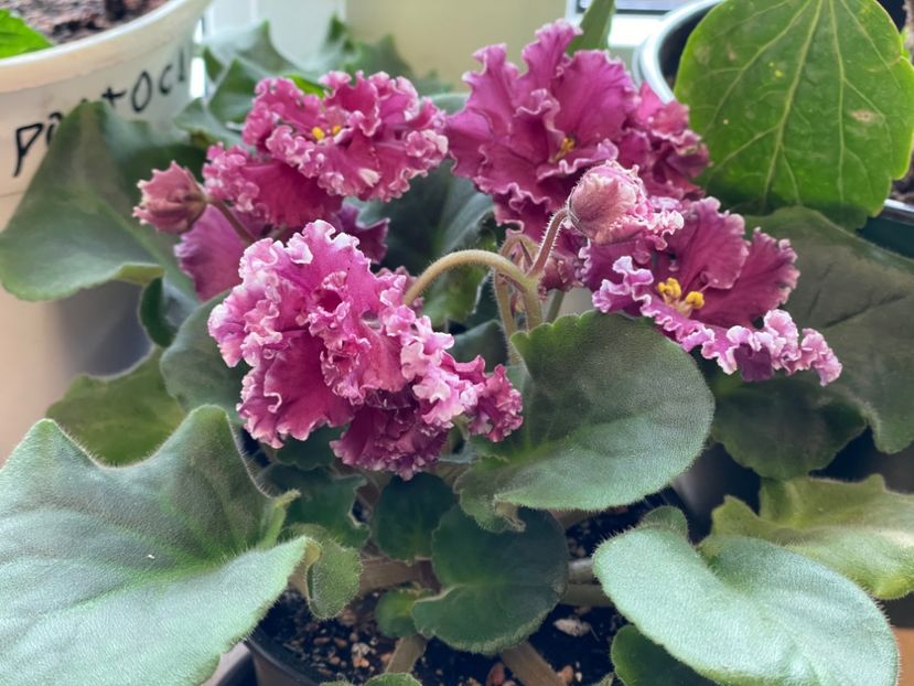  - 001 Violete 2023-2024