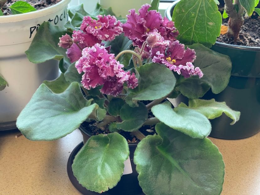  - 001 Violete 2023-2024