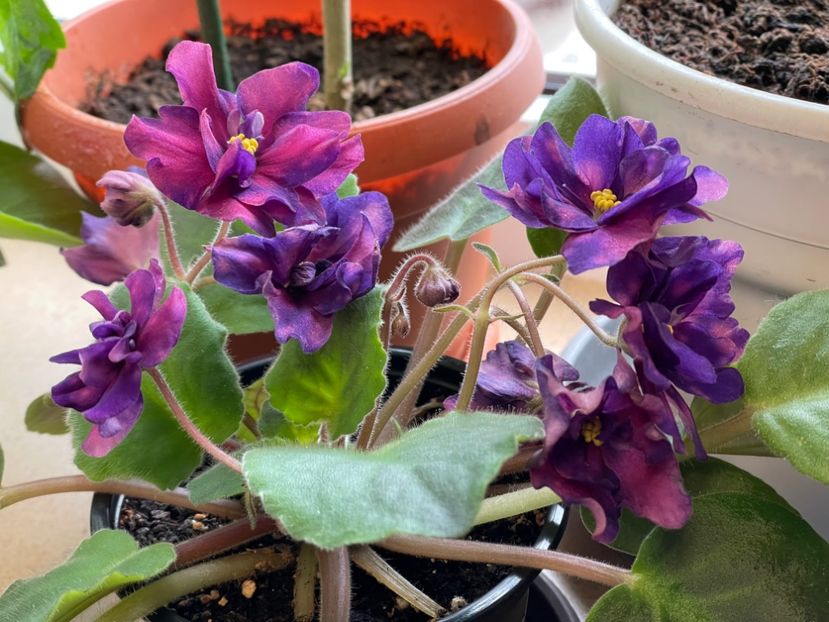  - 001 Violete 2023-2024