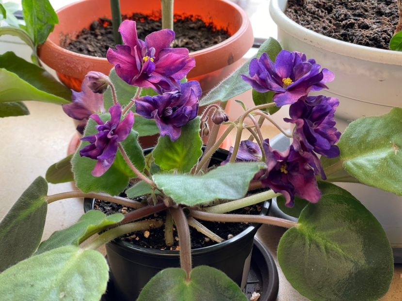  - 001 Violete 2023-2024