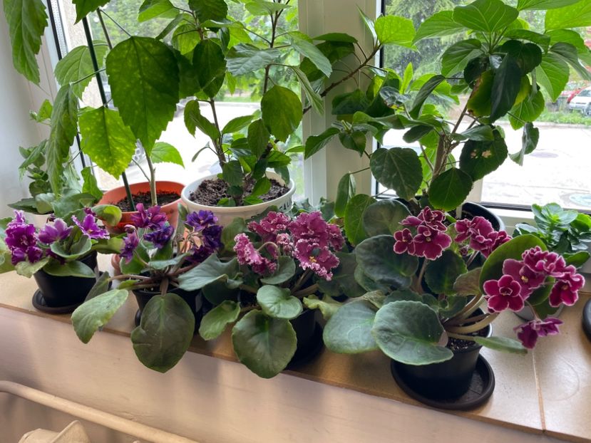  - 001 Violete 2023-2024