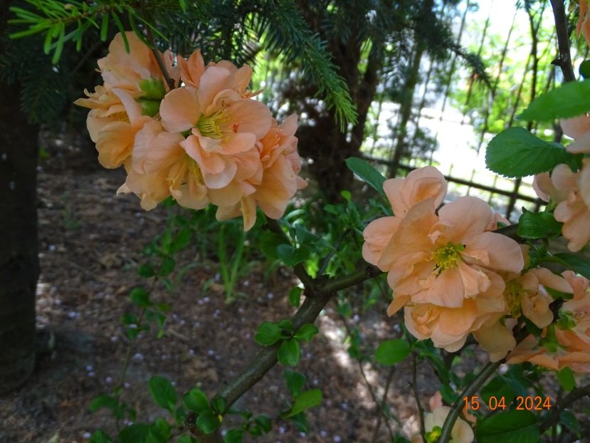  - Copacei si arbusti 2024