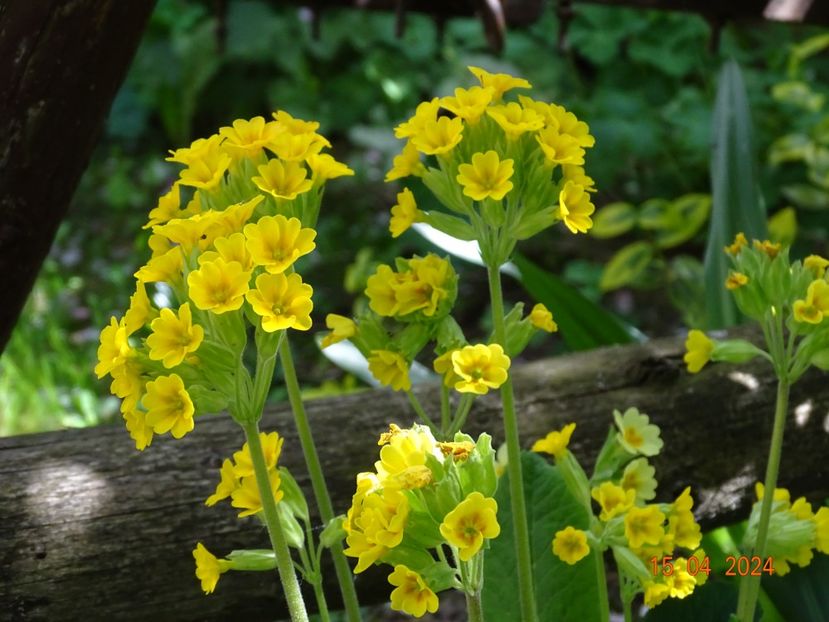  - Primule 2024