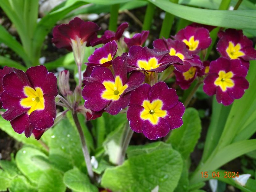  - Primule 2024