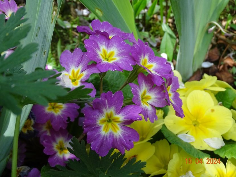  - Primule 2024