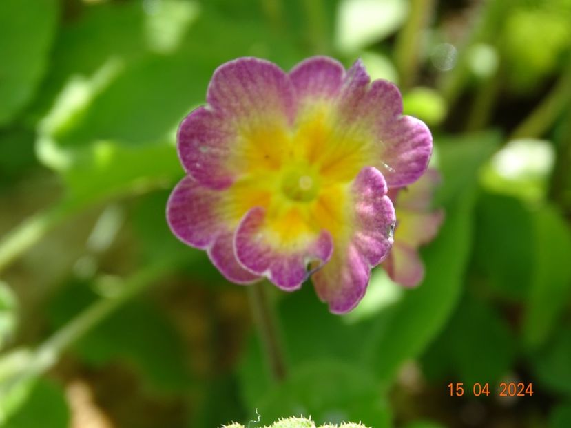  - Primule 2024