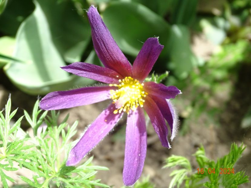pulsatilla Prima Papagena - Primavara 2024