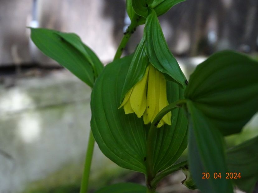 disporum flavum - Primavara 2024