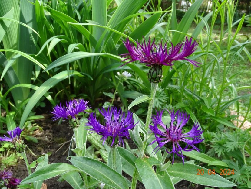 centaurea Amethyst Dream - Primavara 2024