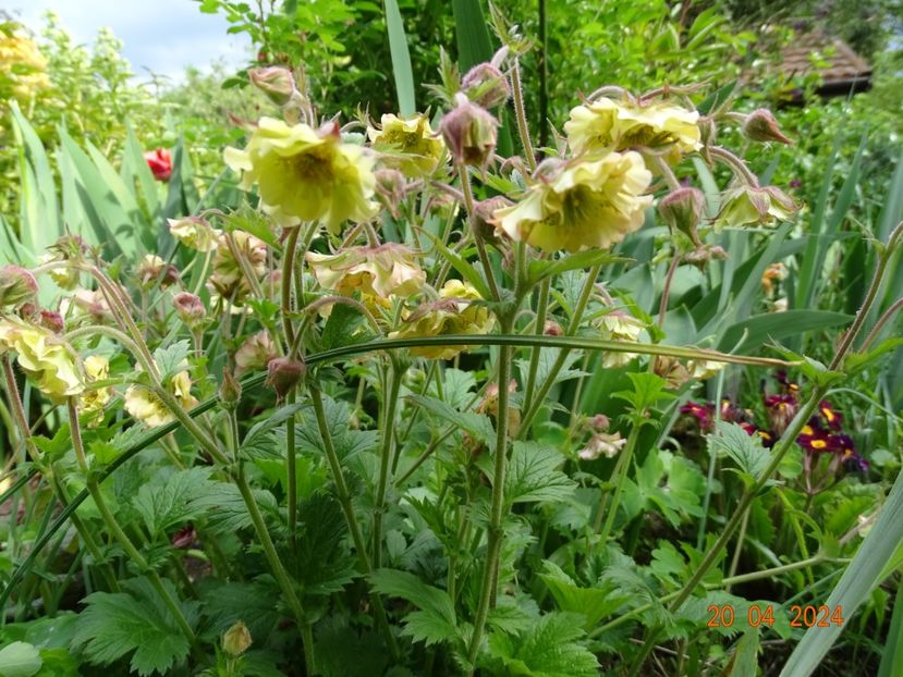 geum Petticoat Peach - Primavara 2024
