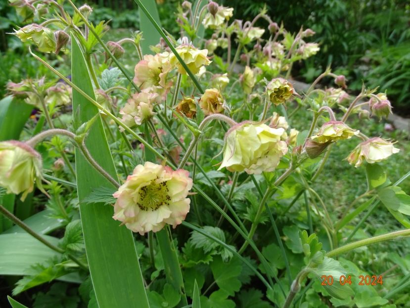 geum Petticoat Peach - Primavara 2024