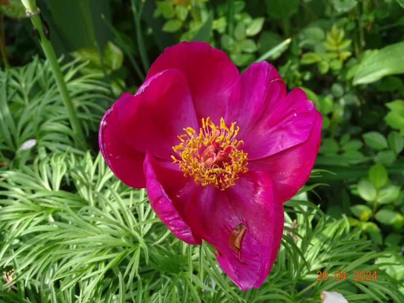 paeonia tenuifolia - Bujori 2024