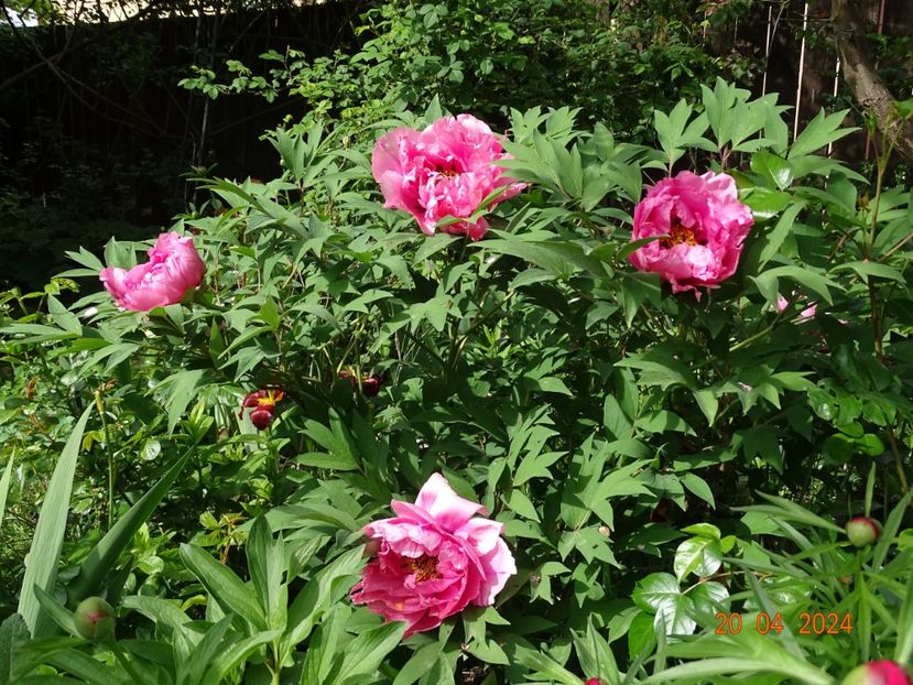 Yin Hong Qiao Dui - Bujori 2024