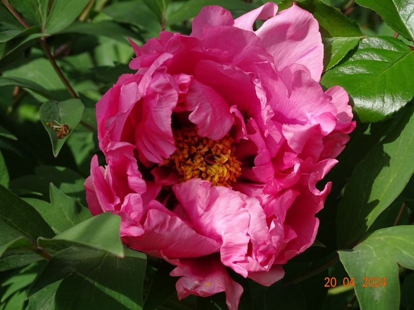 Yin Hong Qiao Dui - Bujori 2024