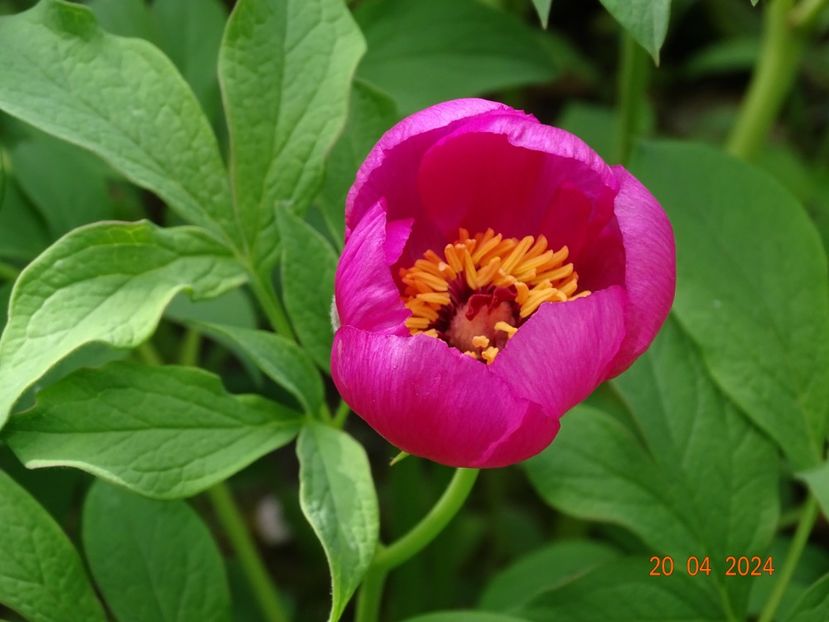 paeonia mollis - Bujori 2024