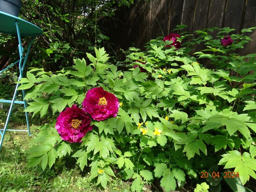 Luo Yang Hong - Bujori 2024