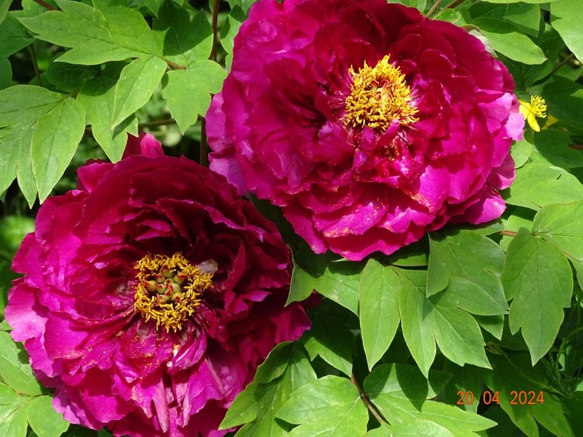 Luo Yang Hong - Bujori 2024