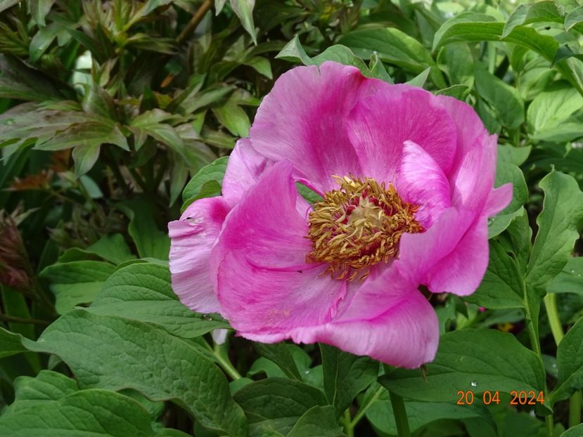 paeonia mollis - Bujori 2024