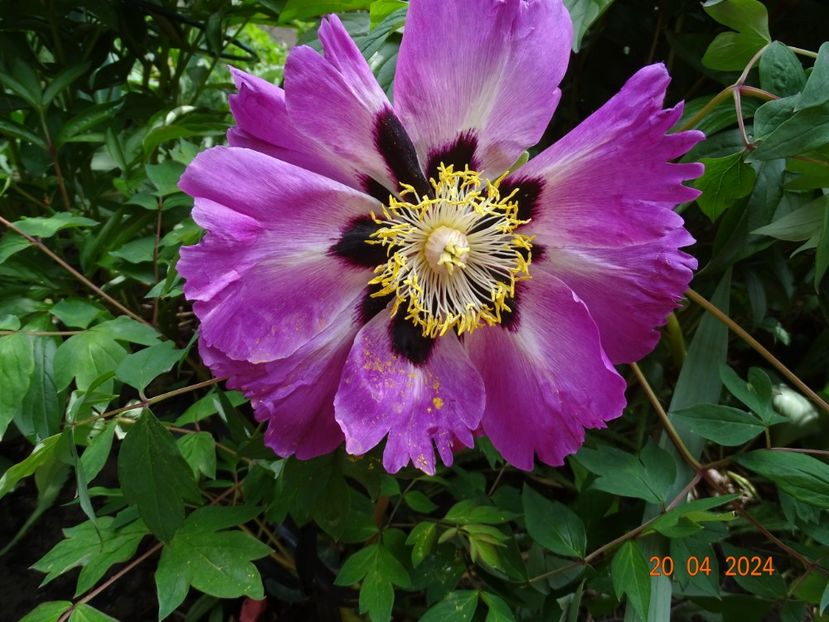 Qing Hua Yan - Bujori 2024